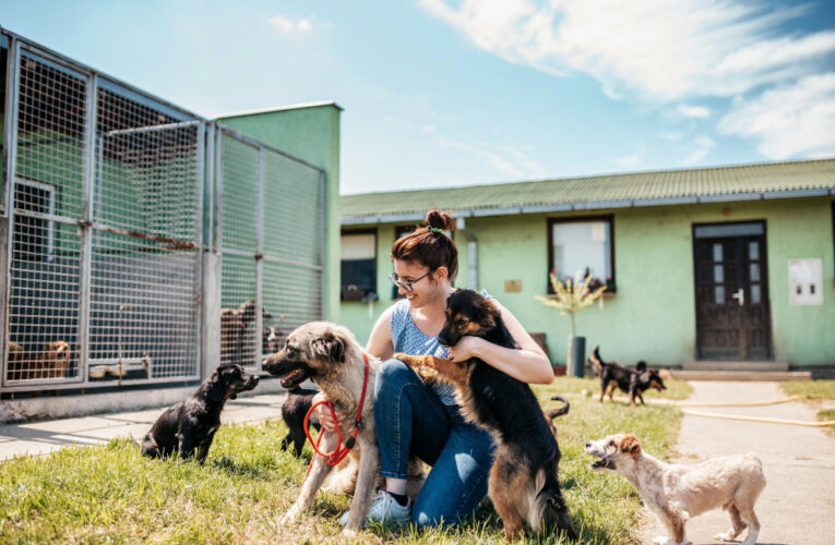 Inminente construcción de un nuevo campus de para rescate y la adopción de animales