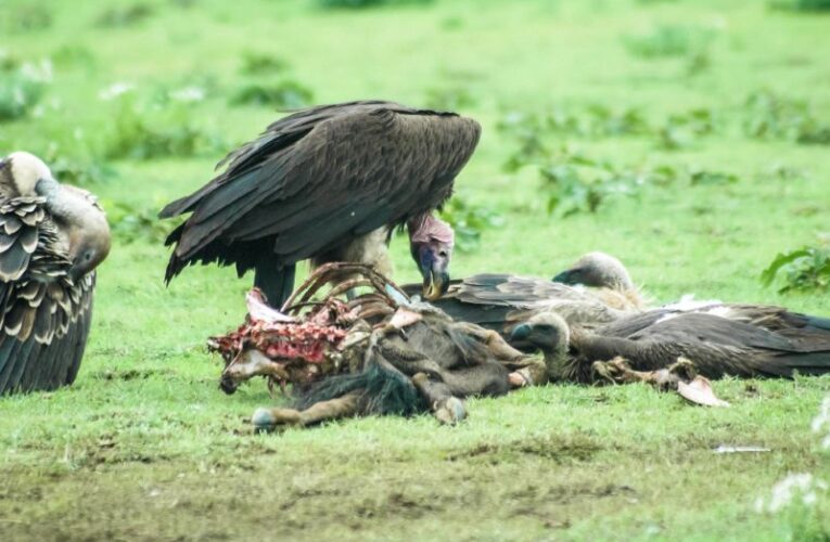 Los buitres negros se están convirtiendo en un problema local