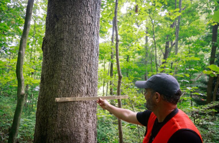 La aplicación móvil My White Oak ayuda a los propietarios de tierras a evaluar los bosques y planificar el futuro.