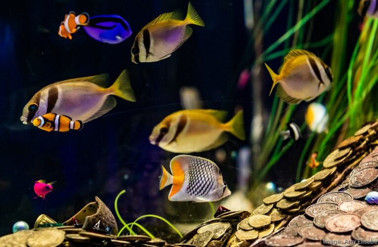 El acuario de Newport presenta una serie de eventos totalmente nueva.