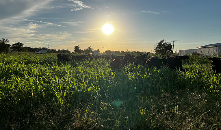 UK investiga el papel de la alfalfa en la reducción de la toxicosis por festuca y el estrés por calor en el ganado vacuno.