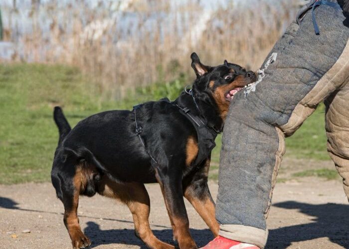 Kentucky ocupa el puesto número 20 a nivel nacional en el total de fatalidades causadas por animales